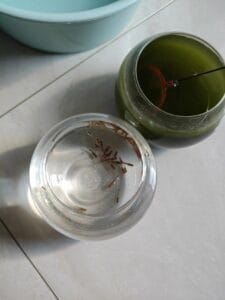给鱼缸换水后鱼儿眼巴巴的望着旧鱼缸