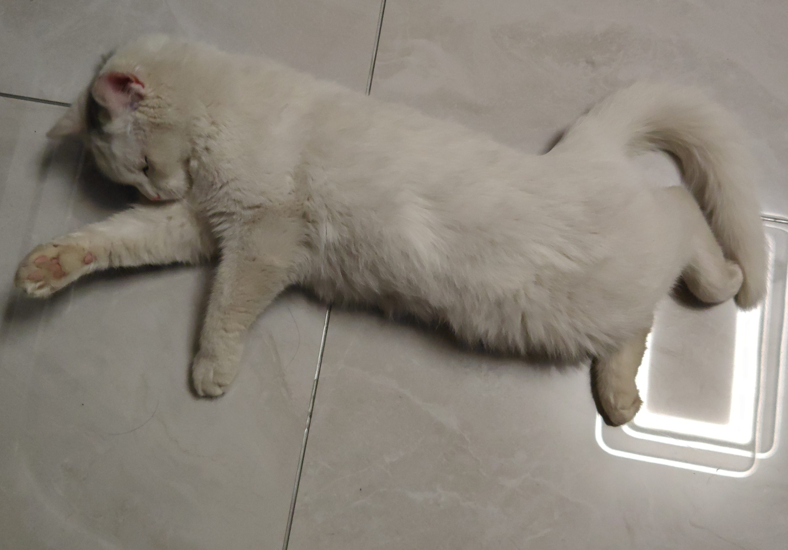 傻猫