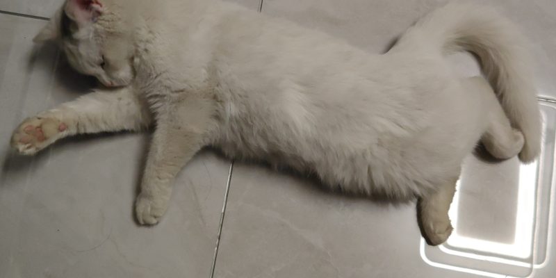选择封闭式猫砂盆防止猫砂飞溅
