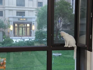 窗边的猫总是向往外面的世界 1 趴在窗户上的猫咪